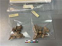 藏品(人骨)的圖片