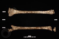 藏品(人骨)的圖片