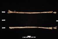 藏品(人骨)的圖片