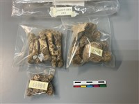 藏品(人骨)的圖片