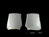 藏品(瓷杯)的圖片