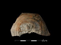 藏品(陶蓋)的圖片