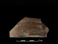 藏品(硬陶片)的圖片