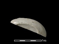 藏品(湯匙)的圖片