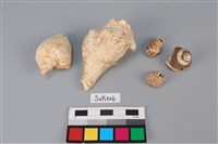 藏品(貝殼)的圖片