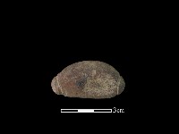 藏品(網墜)的圖片