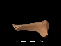 藏品(連杯形器)的圖片