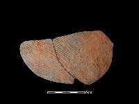 藏品(陶片)的圖片