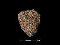 藏品(陶片)的圖片