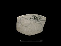 藏品(瓷片)的圖片