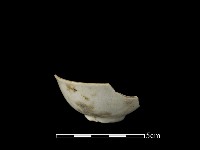 藏品(瓷杯)的圖片