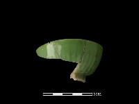 藏品(瓷杯)的圖片