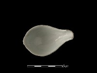 藏品(湯匙)的圖片