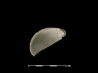 藏品(湯匙)的圖片