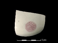 藏品(瓷蓋)的圖片