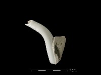 藏品(茶壺)的圖片