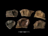 藏品(陶耳)的圖片