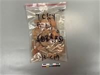 藏品(陶片)的圖片