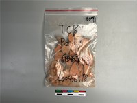 藏品(陶片)的圖片