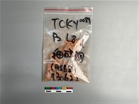 藏品(陶片)的圖片