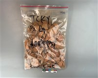 藏品(陶片)的圖片