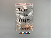 藏品(陶片)的圖片