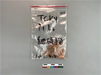 藏品(陶片)的圖片