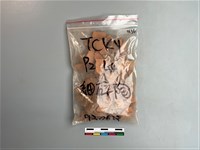 藏品(陶片)的圖片