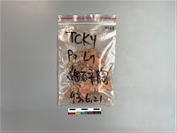 藏品(陶片)的圖片