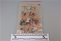 藏品(陶片)的圖片