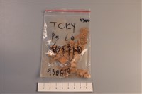 藏品(陶片)的圖片