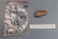 藏品(陶片)的圖片