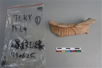 藏品(陶片)的圖片