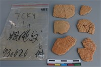 藏品(陶片)的圖片