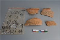 藏品(陶片)的圖片