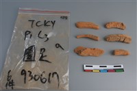 藏品(陶片)的圖片