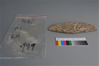 藏品(陶片)的圖片