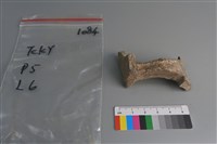 藏品(陶片)的圖片