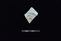 藏品(瓷片)的圖片