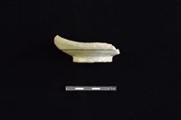 藏品(碗)的圖片