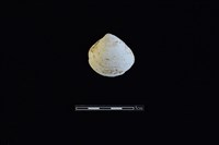 藏品(臺灣文蛤)的圖片