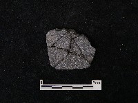 藏品(陶片)的圖片