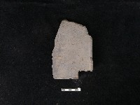 藏品(瓦片)的圖片