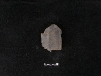 藏品(瓦片)的圖片