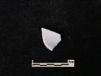 藏品(瓷片)的圖片