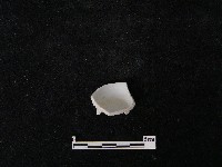 藏品(瓷杯)的圖片