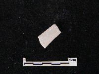 藏品(湯匙)的圖片