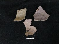 藏品(陶片)的圖片