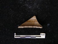 藏品(陶片)的圖片