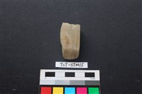 藏品(錛鑿形器)的圖片